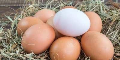 Afinal, comer ovo faz bem ou faz mal à saúde?